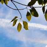 ようこそ！要点だけかぼしーへ！