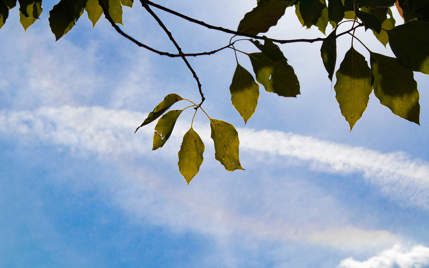 ようこそ！要点だけかぼしーへ！